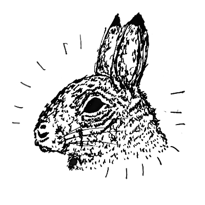 image of a rabbit